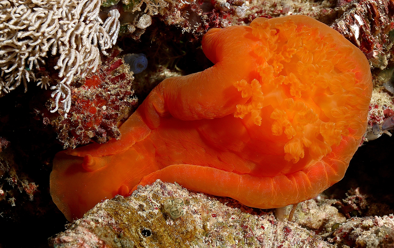 Raja Ampat 2016 - Hexabranchus sanguineus - Spanish Dancer - Danseuse Espagnole - IMG_5466_rc.jpg